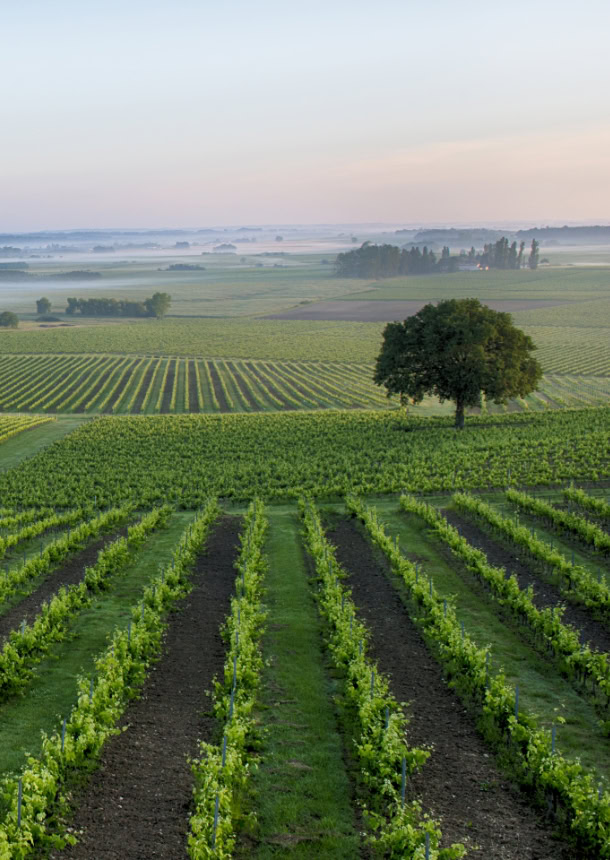 Domaine viticole